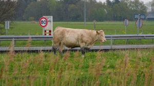 Ontsnapte koe overleeft meerdere schoten voordat boeren drastische maatregel nemen