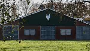 Pluimveehouders Gelderse Vallei moeten kippen nog altijd binnenhouden terwijl rest van Nederland vrij is