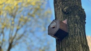 Rijksmuseum verbiedt vogels uit nieuwe beeldentuin – reden schokt bezoekers