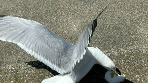 Vlissingen verbiedt voeren meeuwen na golf van klachten over agressieve vogels