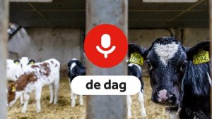 Waarom arriveren er nog altijd piepjonge kalfjes in Nederland ondanks alle protesten?