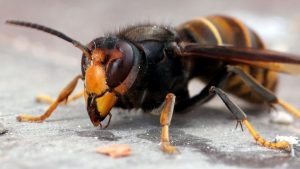 Waarom de Aziatische hoornaar plots een nieuwe naam kreeg die niemand zag aankomen