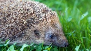 Waarom egels in België wel beschermd worden tegen robotmaaiers, maar in Nederland nog niet