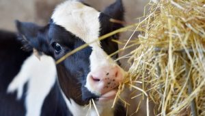 Waarom Kamerleden nu eindelijk genoeg hebben van deze veetransport misstanden