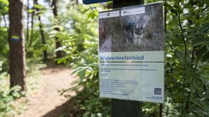 Waarom vallen wolven ineens minder vee aan? Het antwoord verrast iedereen