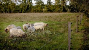 Westbroek hobbyhouders ademhalen op: nieuwe probleemwolven regels brengen onverwachte vrijheid