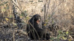 Wetenschappers geschokt: eerste chimpansee-scheiding eindigt in drama met 28 doden