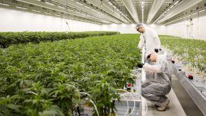 Wietproef onthult schokkende overtredingen: wat inspecteurs werkelijk aantroffen bij Nederlandse telers