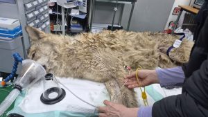 Wolf uit Zuid-Koreaanse dierentuin overleefde 9 dagen in het wild voordat hij werd gevangen