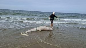 Zeeland vindt mysterieus dier op strand – DNA-test onthult schokkende waarheid over grijze dolfijn