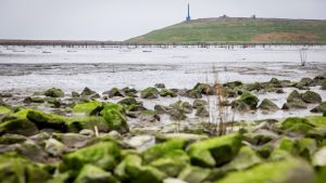 Zeeuwse natuurgebieden staan voor ongekende ramp door mysterieuze olielek