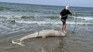 Zeldzame beloega van duizenden kilometers ver plots dood aangetroffen op Zeeuws strand