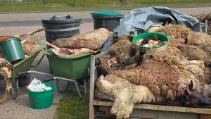 Zeven illegale slachters betrapt in Friesland: wat ze werkelijk aan het doen waren