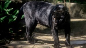 Zwarte jaguar duikt op in Ecuador jungle na 10 jaar verdwijning – wetenschappers verbaasd