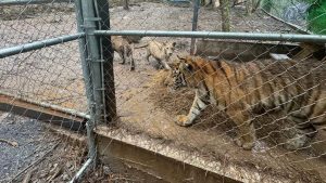 Bendeleider Mexico houdt zeven tijgers als huisdieren – politie geschokt bij vondst