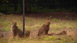Cheeta ontsnapt uit Safaripark Beekse Bergen: wat bezoekers daarna meemaakten zal je verbazen