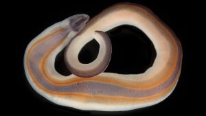 Deze bizarre zeesoorten werden net ontdekt en ze zien er totaal niet uit zoals je verwacht