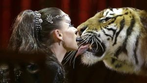 Duitse tijger ontsnapt tijdens show en wordt neergeschoten door politie na dramatische achtervolging
