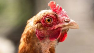 Nederland begint als eerste EU-land met massale kippenvaccinatie tegen dodelijke vogelgriep