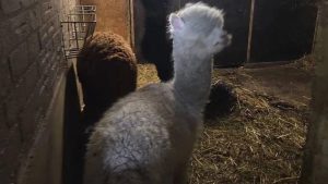 Politie ontdekt honderden verwaarloosde dieren in woning Roosendaal – eigenaar opgepakt