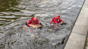 Waarom vallen er zoveel reeën in Leeuwarder grachten en hoe overleven ze dit?